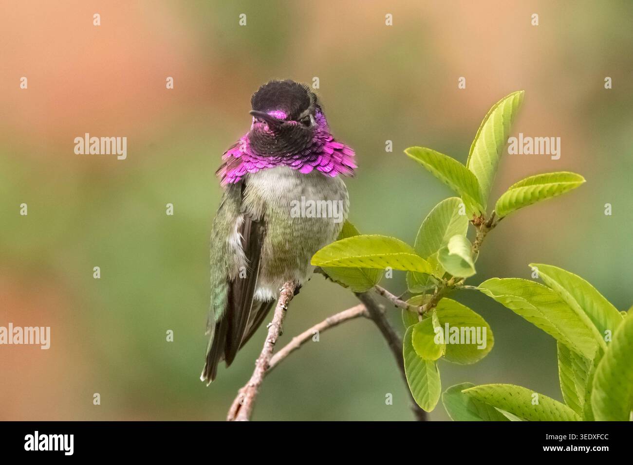Nord America; Stati Uniti; Arizona; deserto di Sonora; fauna selvatica; uccelli; colibrì; colibrì di Costa; Calypte costae; maschio; L: 3,5 poll., 10 cm. Foto Stock