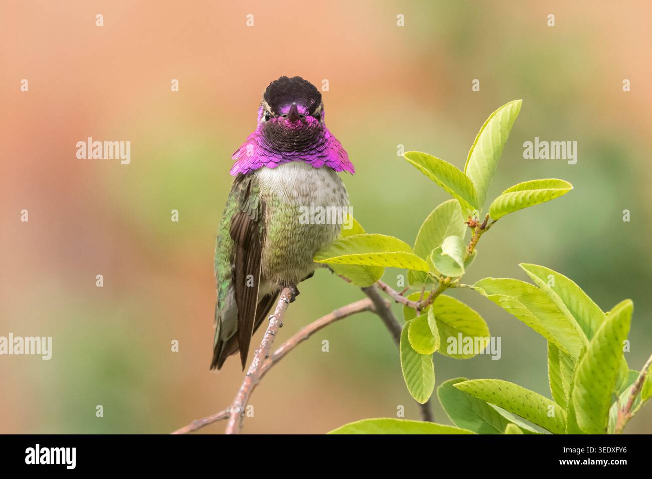 Nord America; Stati Uniti; Arizona; deserto di Sonora; fauna selvatica; uccelli; colibrì; colibrì di Costa; Calypte costae; maschio; L: 3,5 poll., 10 cm. Foto Stock
