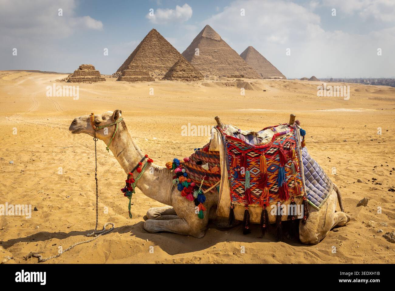 Dromedario a cammello con sella colorata per i turisti seduti sul deserto del Sahara con il complesso della piramide di Giza sullo sfondo, l'Egitto. Foto Stock