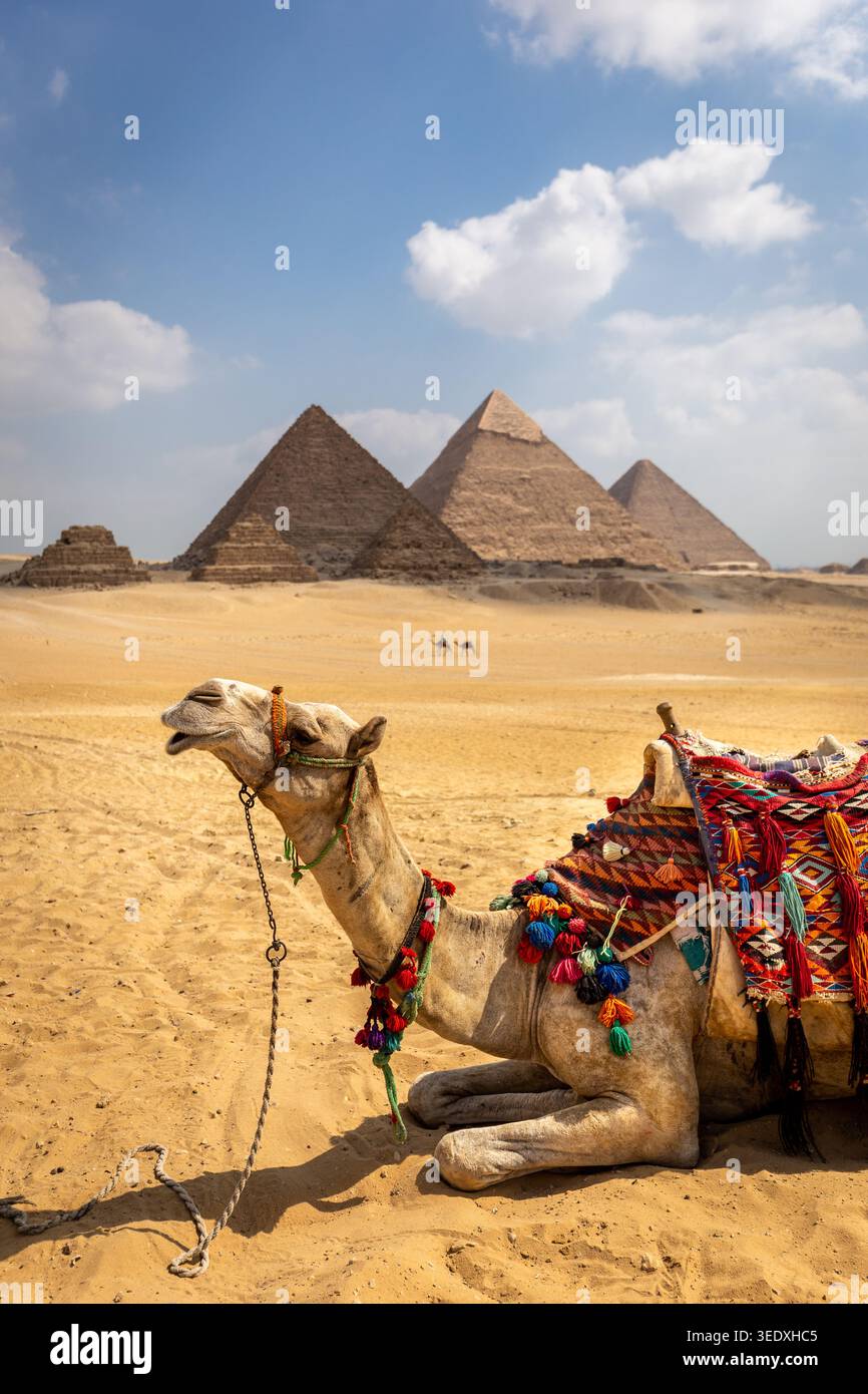 Dromedario a cammello con sella colorata per i turisti seduti sul deserto del Sahara con il complesso della piramide di Giza sullo sfondo, l'Egitto. Foto Stock