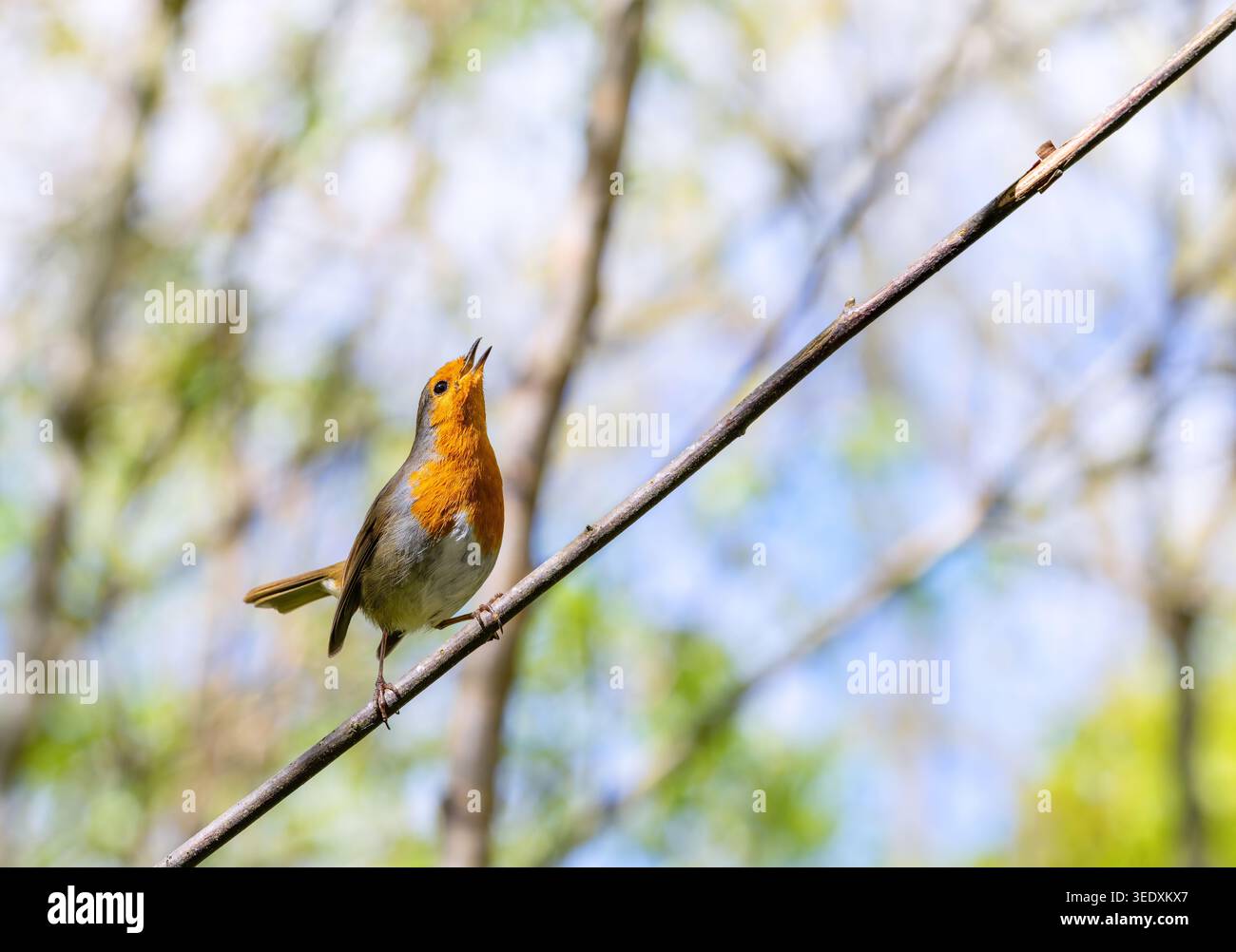 Robin redbreast che canta una canzone con il becco alzato verso il cielo mentre è arroccato sul ramo. Uccello che attrae un compagno durante il corteggiamento primaverile. Dublino, Irlanda Foto Stock