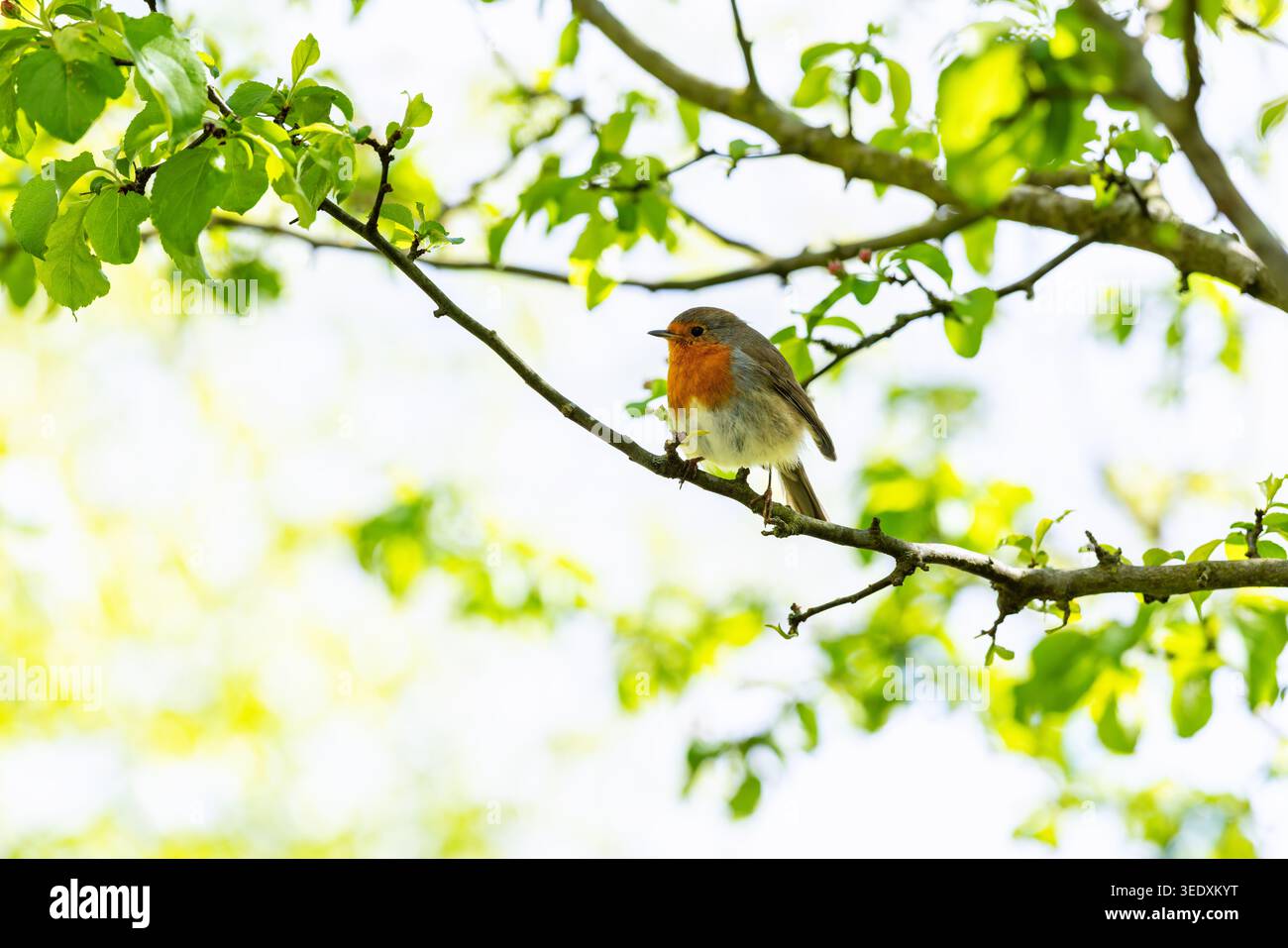 petto rosso europeo robin sul ramo durante la stagione primaverile con foglie verdi vibranti che crescono sull'albero. Uccello su fondo fresco di limone e lime Foto Stock