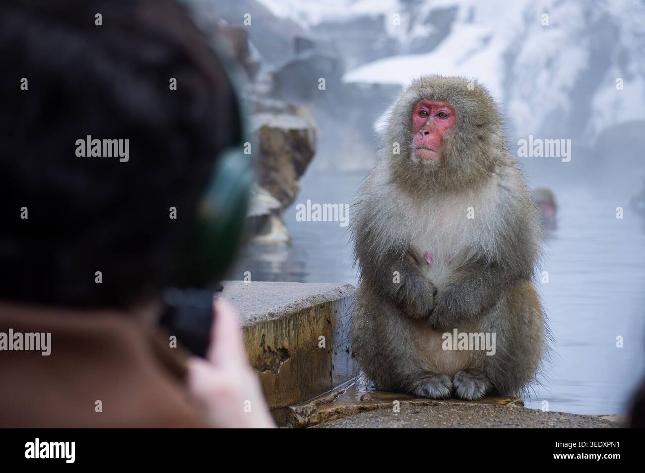 Nagano, Giappone - Macaco Giapponese (scimmia della neve) in una sorgente termale calda al Parco delle Scimmie di Jigokudani con un turista sfocato nelle vicinanze. Foto Stock