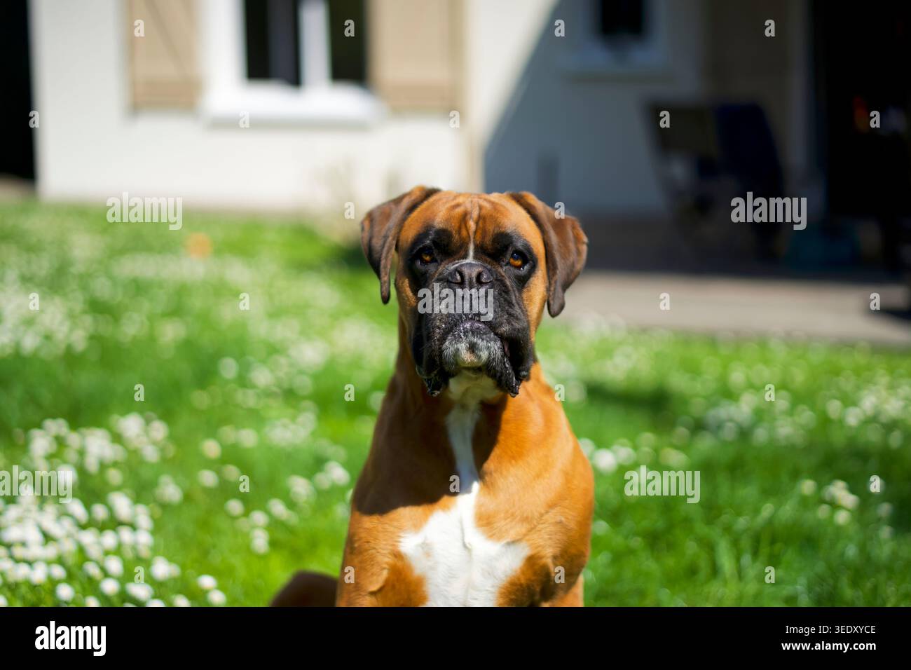 Ritratto di un cane pugile seduto che guarda la macchina fotografica in un giardino in primavera. Foto Stock