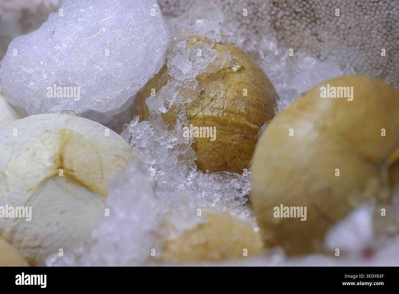 Fresche noci di cocco ghiacciate sul ghiaccio in un mercato thailandese. Autentico rinfresco tropicale e stile di vita estivo per viaggi globali e media benessere. Foto Stock
