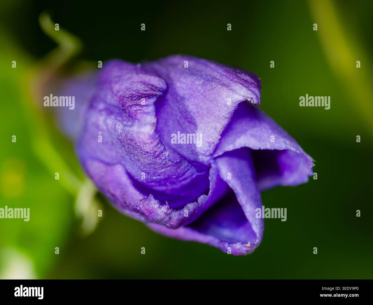 Vista macro estrema di un vibrante bocciolo di fiori viola con petali a spirale che iniziano a fiorire su un morbido sfondo verde nel giardino primaverile dell'Illinois Foto Stock