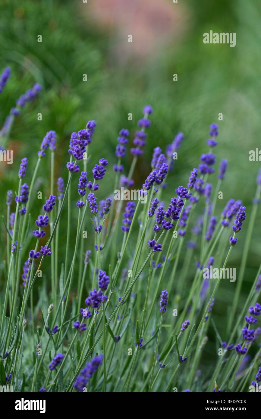 Primo piano di lavanda in fiore (Lavandula anguvstifolia). Foto verticale Foto Stock