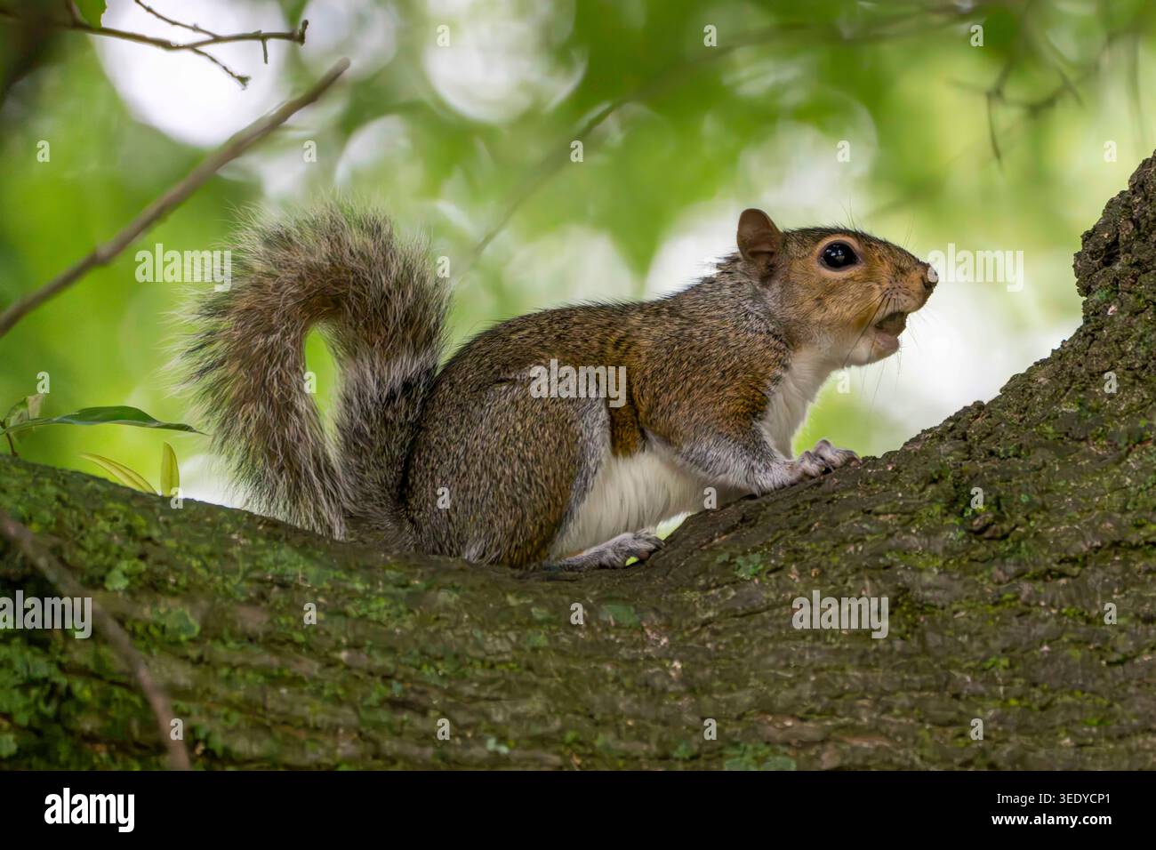 Uno scoiattolo grigio poggia su un ramo d'albero sotto foglie verdi morbide, la sua coda soffice e la sua espressione di allerta evidenziata dalla luce naturale della foresta. Foto Stock