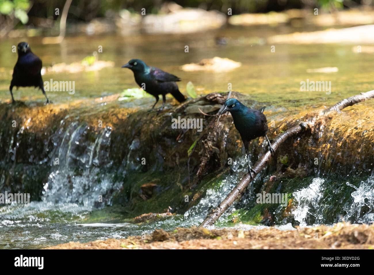 I Grackles comuni multipli si trovano in acque dolci poco profonde e mostrano un piumaggio iridescente nel New Jersey. Foto Stock