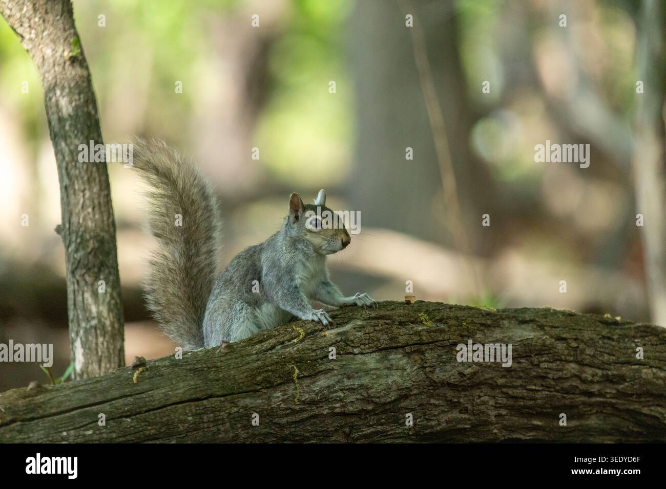 Uno scoiattolo grigio orientale si trova su un ramo d'albero in un bosco con una postura allerta e una coda cespugliosa su uno sfondo morbido. Foto Stock