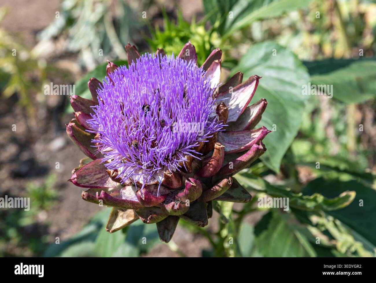 Articocchio globoso fiorito (Cynara cardunculus var scolymus) con vivaci fiori di cardo viola e api che si nutrono tra le brattee spinose nel giardino Foto Stock