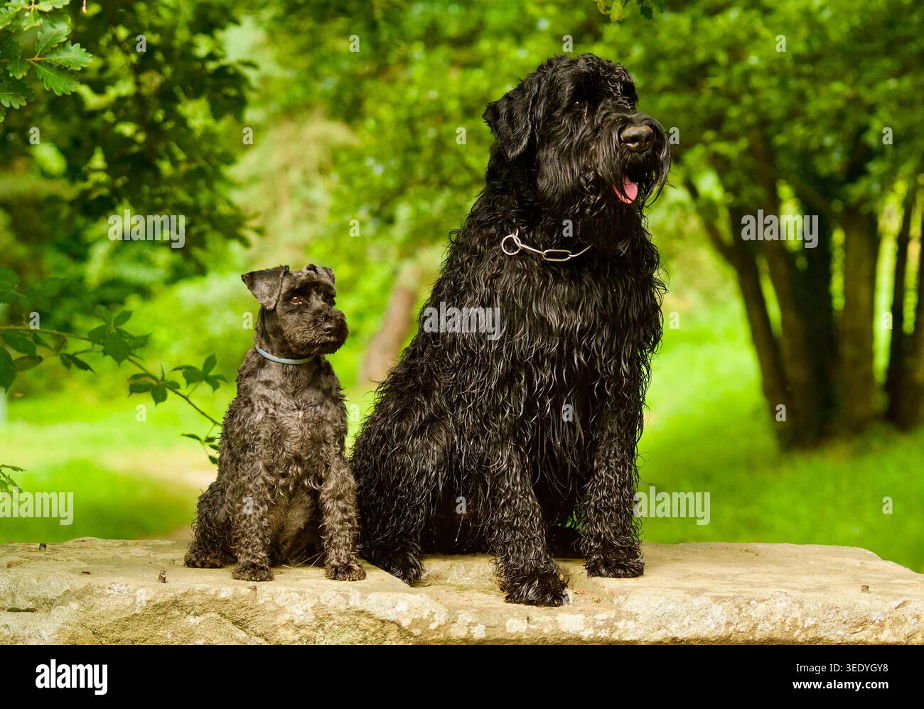 Ritratto di due cani Schnauzer che guardano lontano. Uno schnauzer in miniatura e uno schnauzer gigante seduti su una panchina di pietra in una foresta vicino a Lione, Francia. Foto Stock