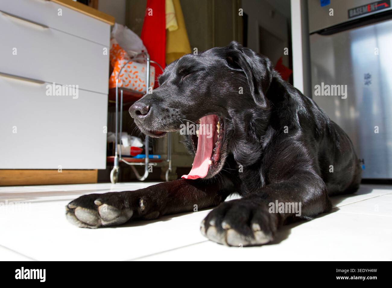 Stanco cane labrador nero che sbadiglia in cucina. concetto di animale stanco. Foto Stock