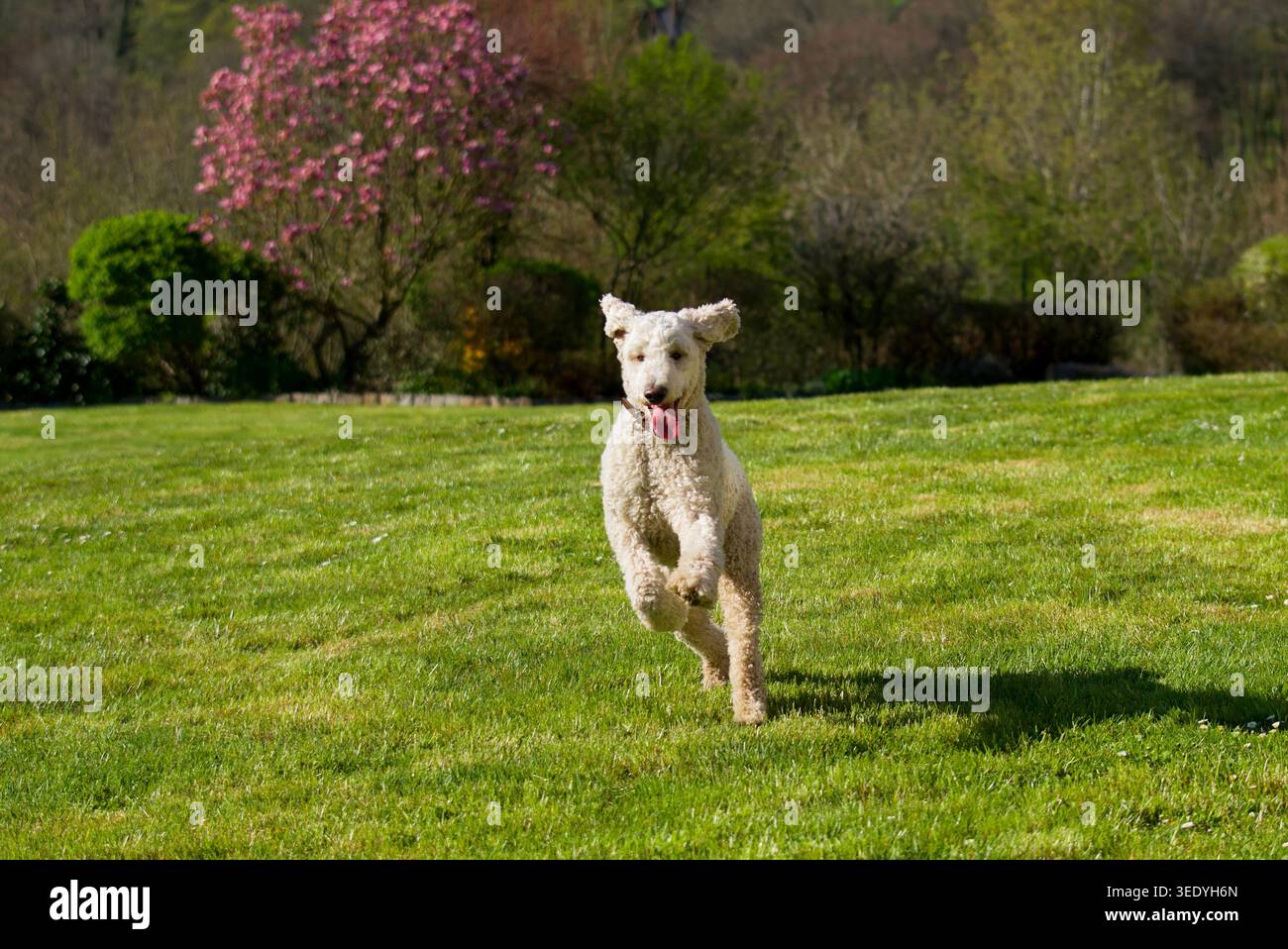 Bellissimo cane reale che corre in primavera con un bellissimo albero di magnolia in fiore sullo sfondo. Foto Stock