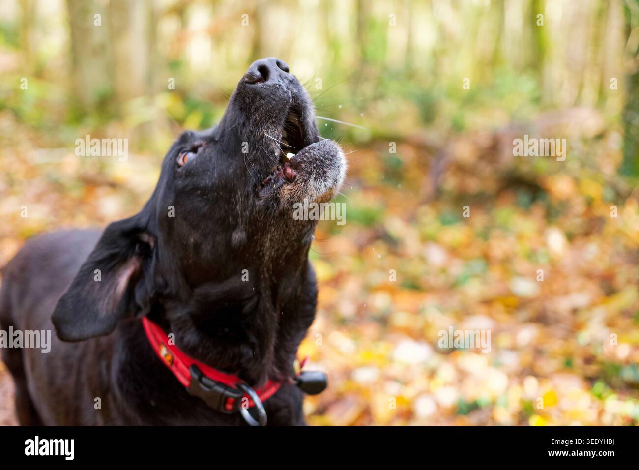 Capo di un cane labrador retriever nero abbaiato in una foresta in autunno. Foto Stock