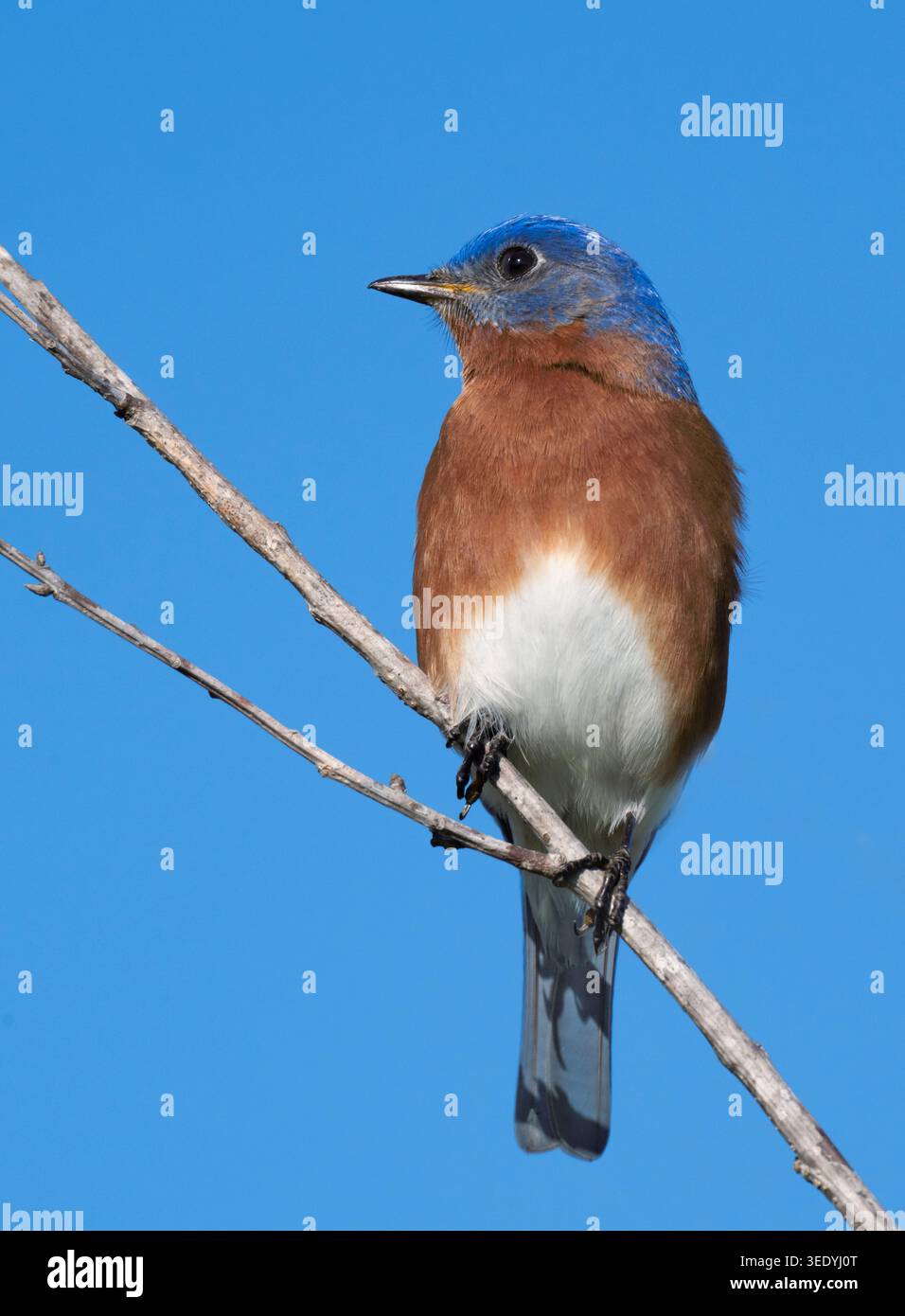Eastern Bluebird (Sialia sialis) su Tree Branch con sfondo Clear Blue Sky Foto Stock