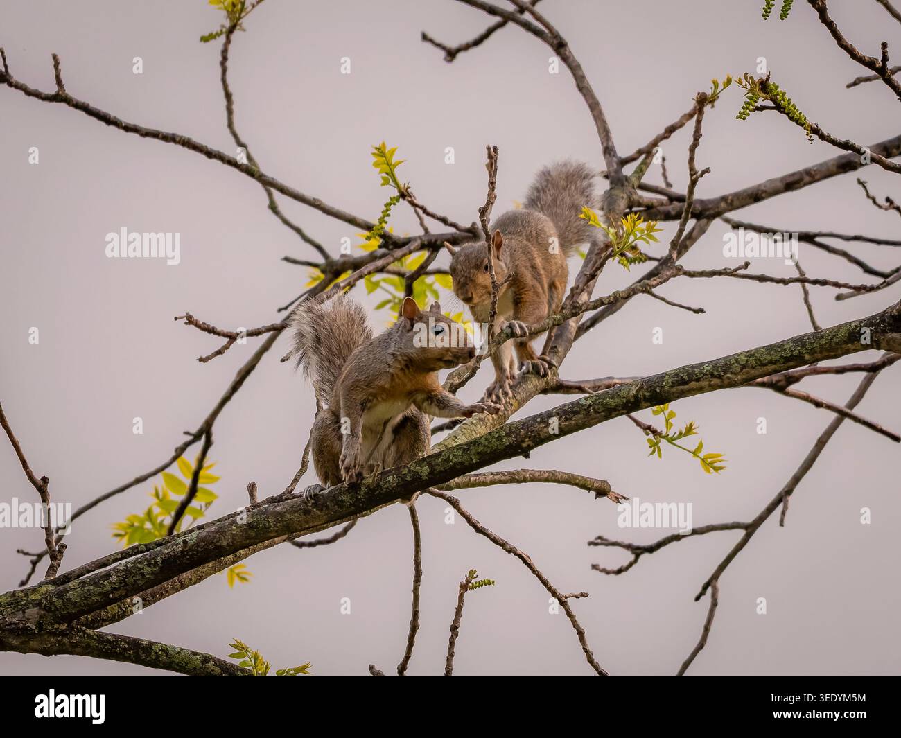 Due scoiattoli grigi appollaiati su rami di alberi in erba contro un cielo morbido in una riserva forestale suburbana dell'Illinois durante la stagione primaverile Foto Stock