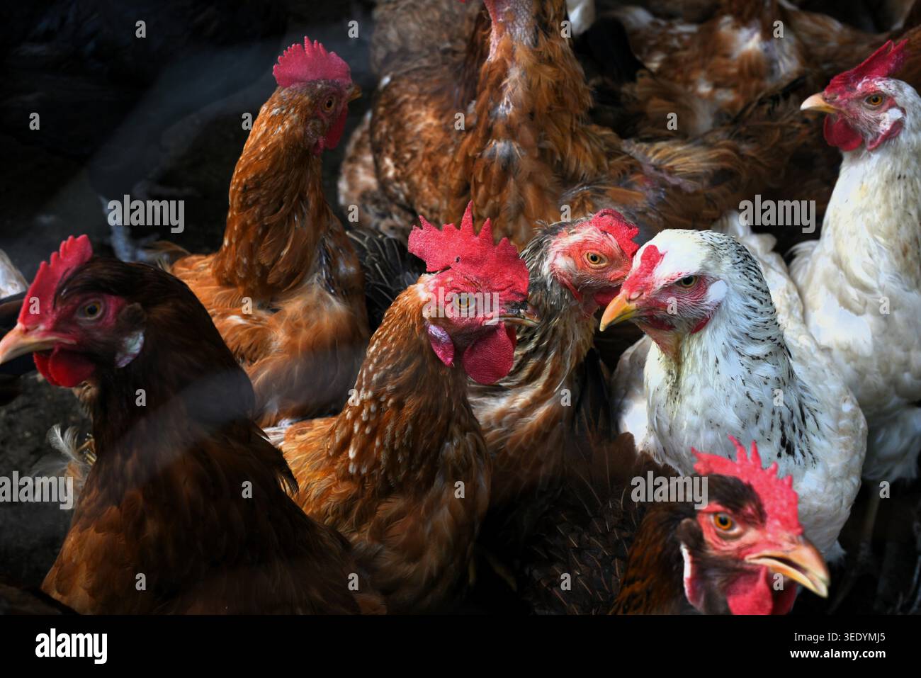 Grande raduno di galline Foto Stock