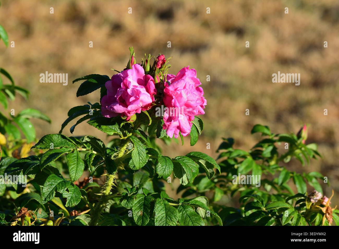 Rose selvatiche rosa che sbocciano su un arbusto spinoso alla luce del sole Foto Stock