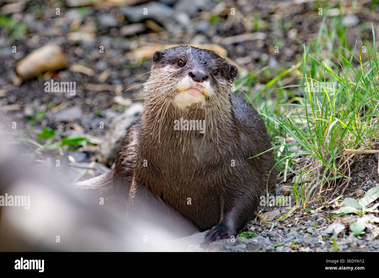 Zoo di Auckland 2026 Foto Stock