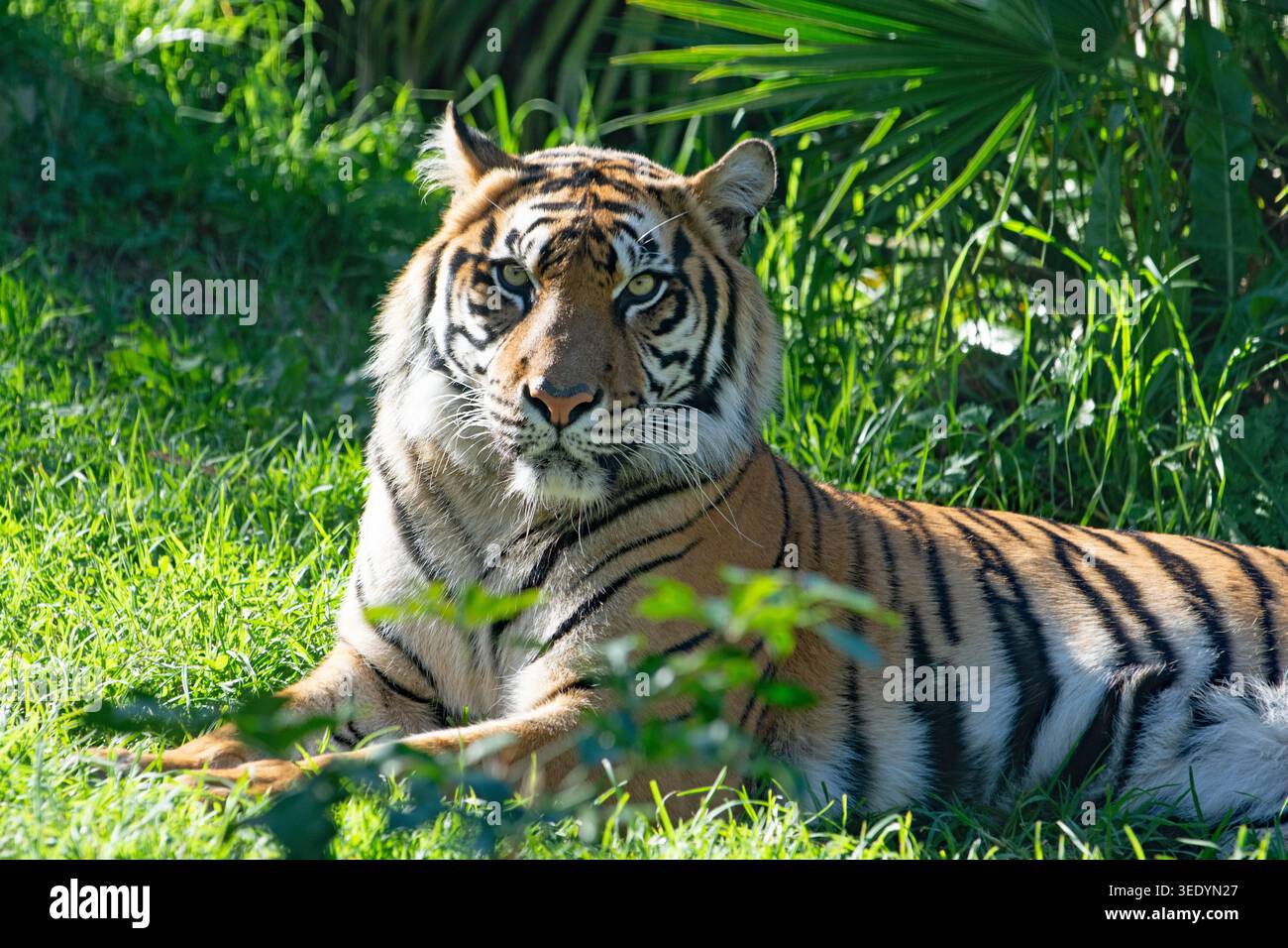 Zoo di Auckland 2026 Foto Stock