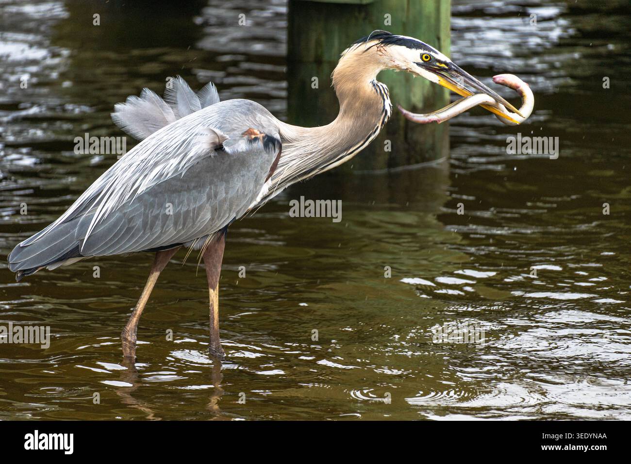 Battaglia di Great Blue Heron e anguilla Kent Narrows Kent Island Maryland USA Foto Stock