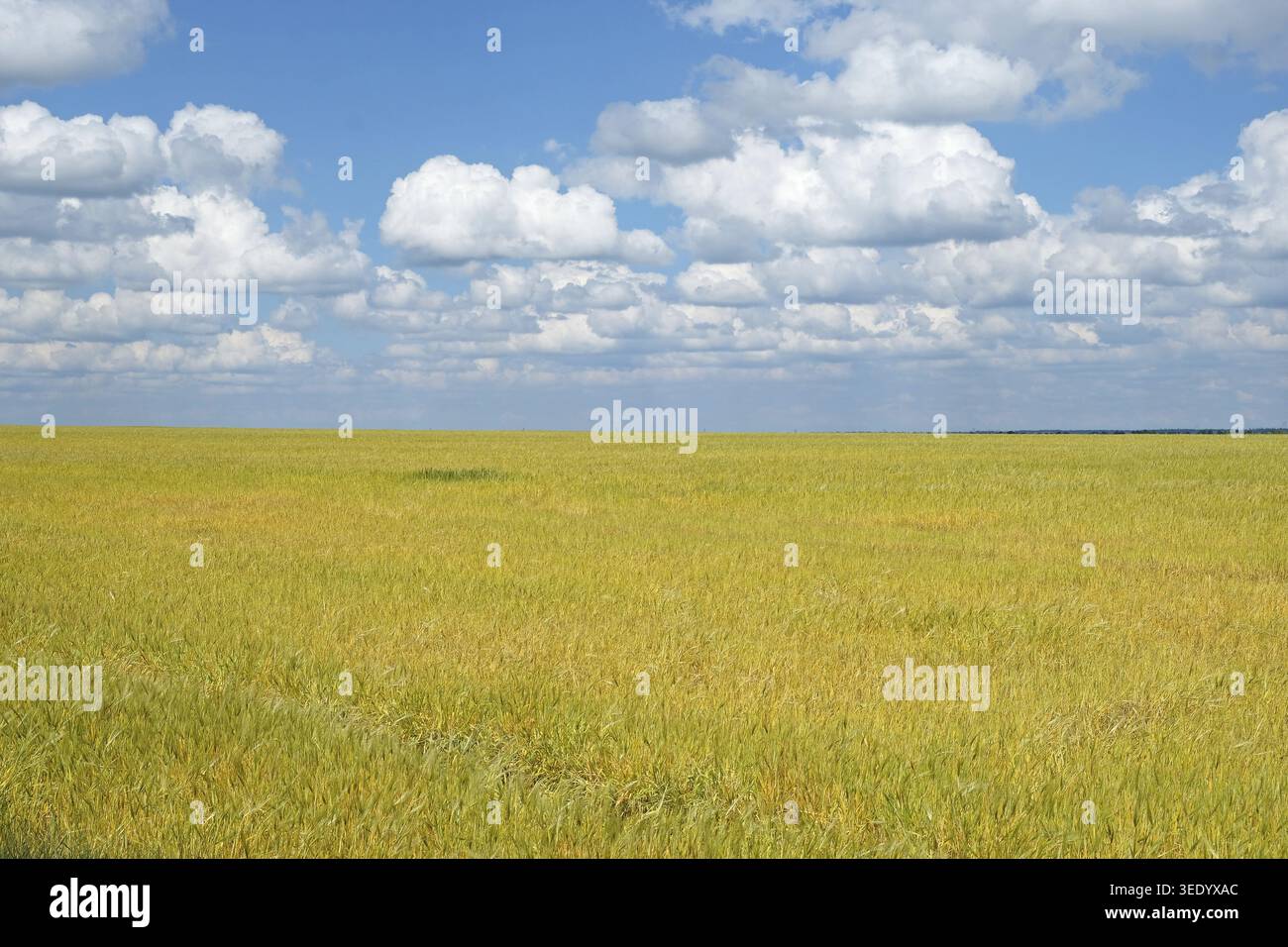 Campi di grano vicino a Oleksandriya, Oblast' di Kirovohrad, Ucraina Foto Stock