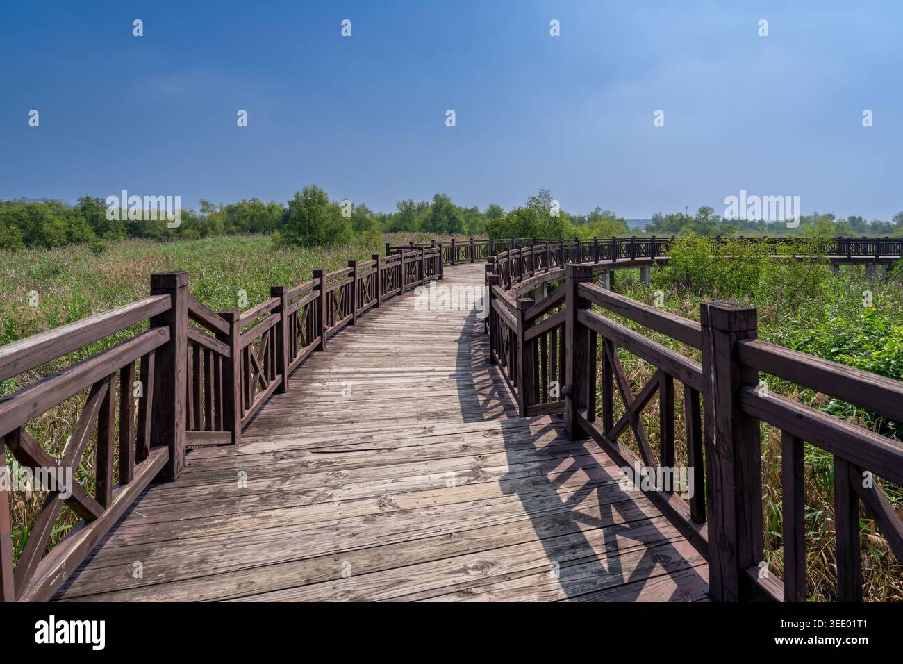 Passerella di legno tortuosa attraverso le lussureggianti paludi del porto di Yuegang, un sito storico del patrimonio marittimo a Zhangzhou, Fujian, Cina Foto Stock