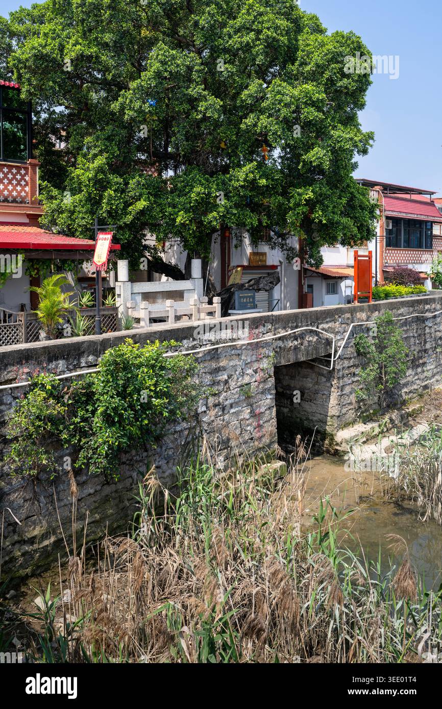 Il molo storico di pietra e l'antico albero di Banyan presso le reliquie del porto di Yuegang, una delle principali porte marittime della via della seta a Zhangzhou, Fujian, Cina Foto Stock