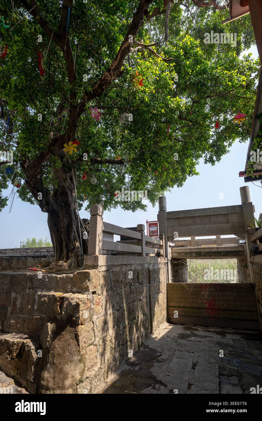 Antico albero di Banyan e storiche strutture in pietra presso il porto di Yuegang, un importante porto marittimo per il commercio, Zhangzhou, Fujian, Cina Foto Stock