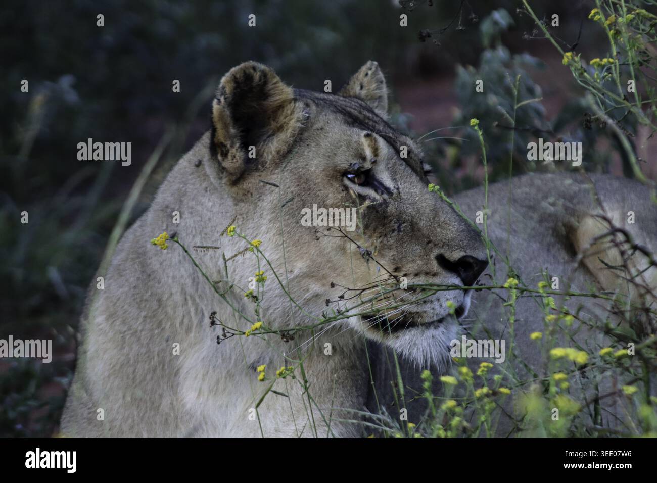 Vista di una leonessa che riposa tra il fogliame verde e i fiori selvatici gialli presso la riserva di caccia privata Tumbeta a Thabazimbi, Limpopo, Sudafrica. Foto Stock