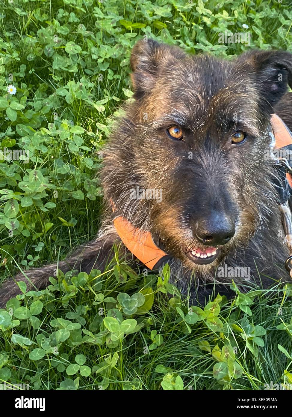 Il cane Shaggy terrier riposa comodamente in un vibrante campo di trifoglio verde, una margherita che fiorisce nelle vicinanze, guardando verso l'alto con la sua espressione marrone Foto Stock