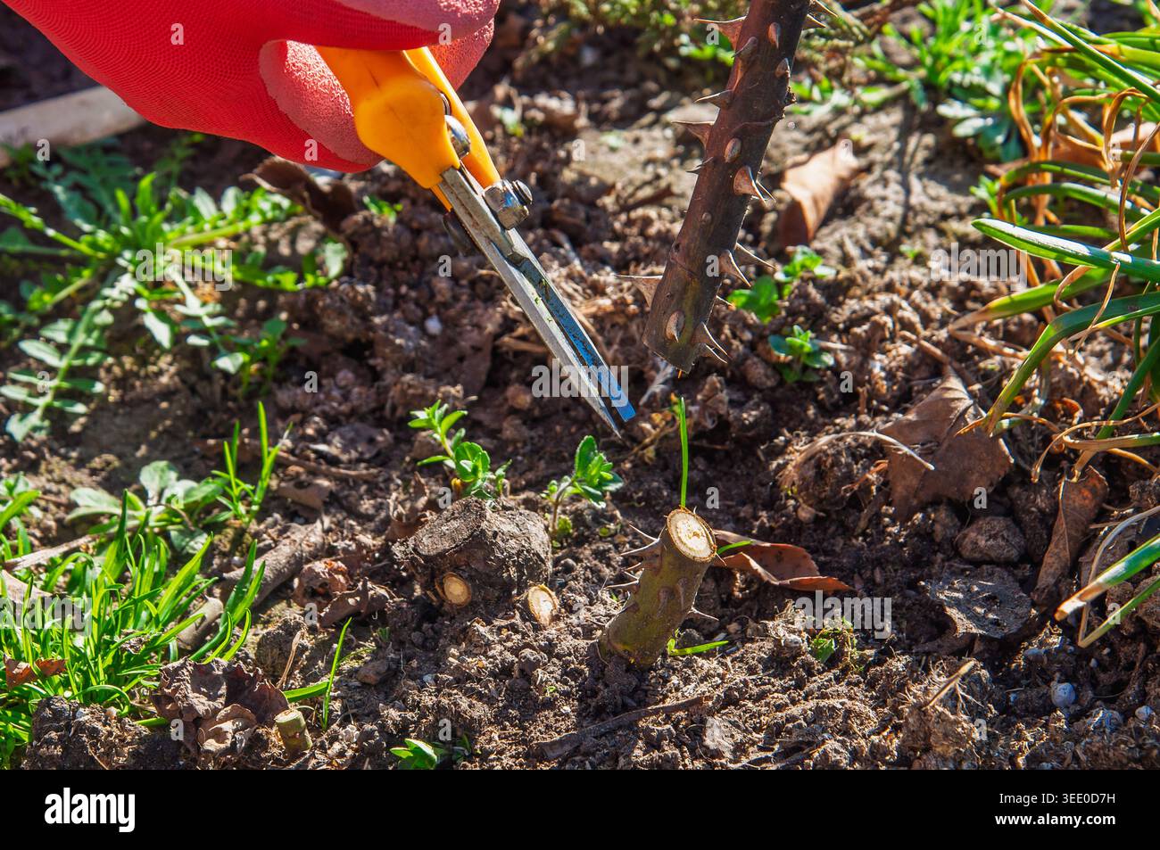 Primo piano di una mano con i guanti utilizzando cesoie per potare per tagliare un gambo di rosa spinoso nel terreno del giardino con nuovi germogli verdi che emergono Foto Stock