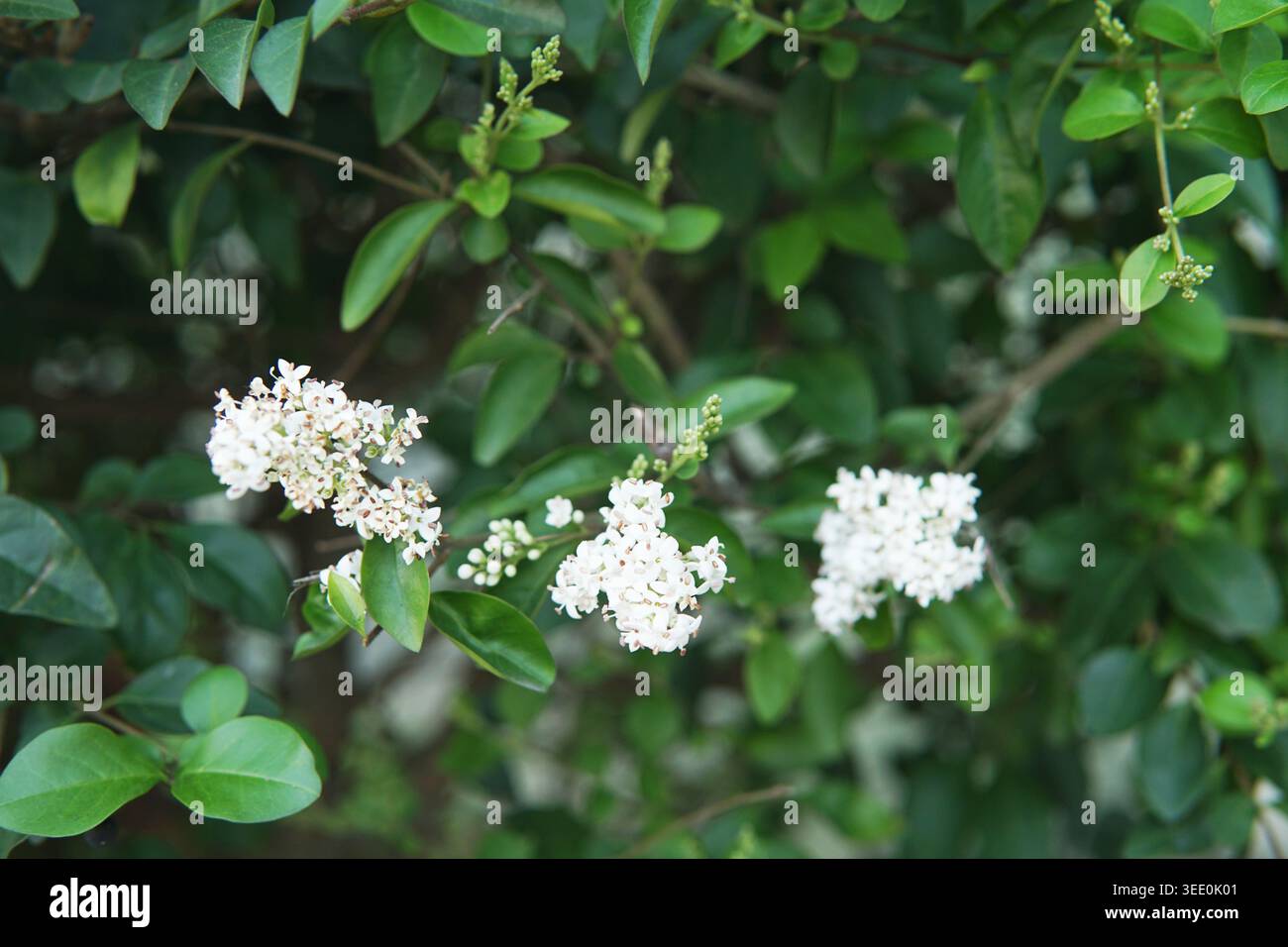 Fiori di Privet che fioriscono su arbusto verde in giardino Foto Stock