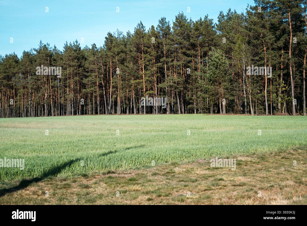 Il campo verde confina con la fitta foresta di conifere sotto un cielo azzurro. Foresta di sequestro del carbonio, mitigazione dei cambiamenti climatici, soluzioni basate sulla natura. Foto Stock