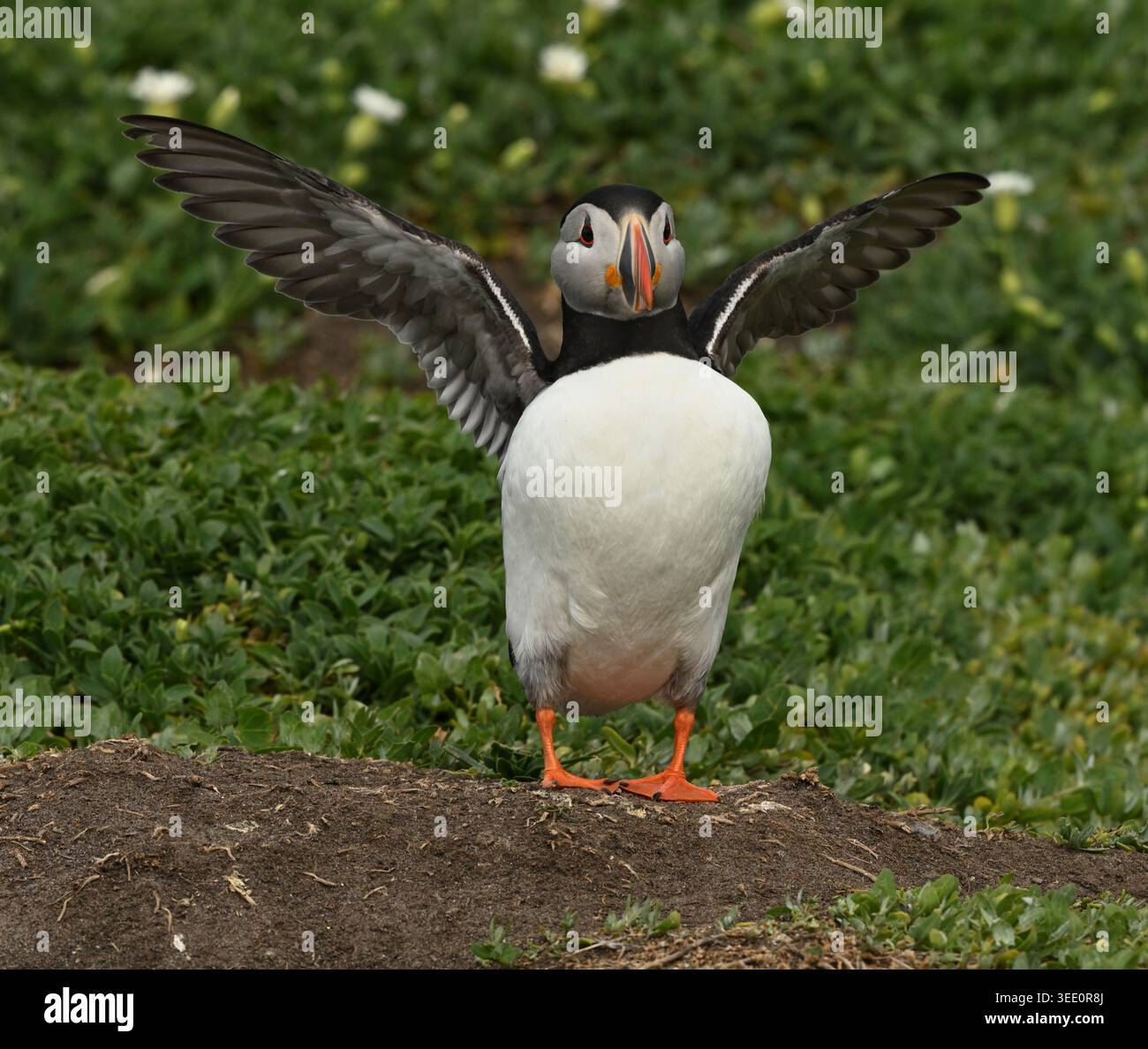 Atlantic pulcinelle di mare sulle isole farne Northumberland Foto Stock