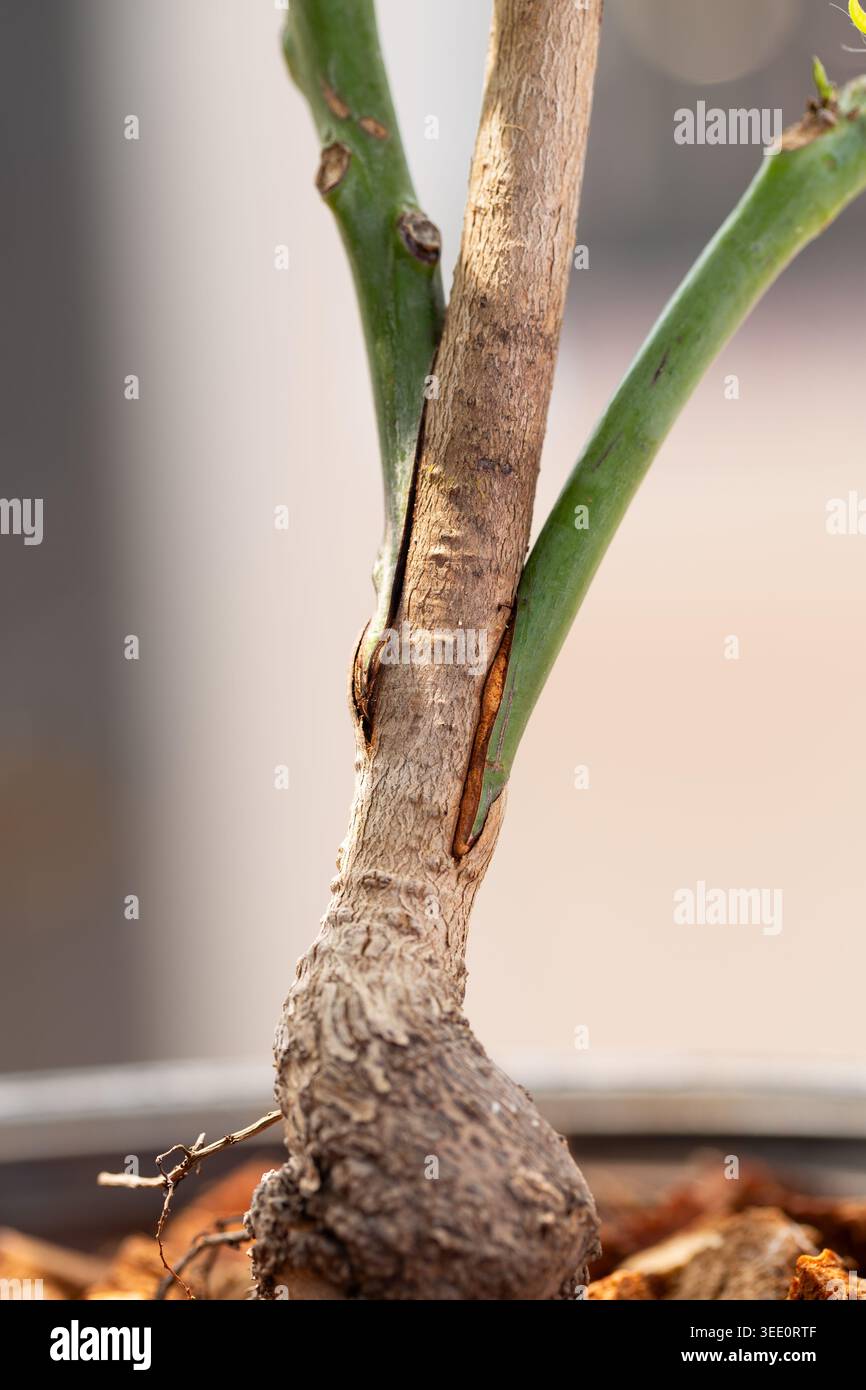 Primo piano di un albero di mango che mostra innesto di successo di due varietà con connessione di tessuto sano e nuova crescita fresca in un vaso da vivaio. Foto Stock
