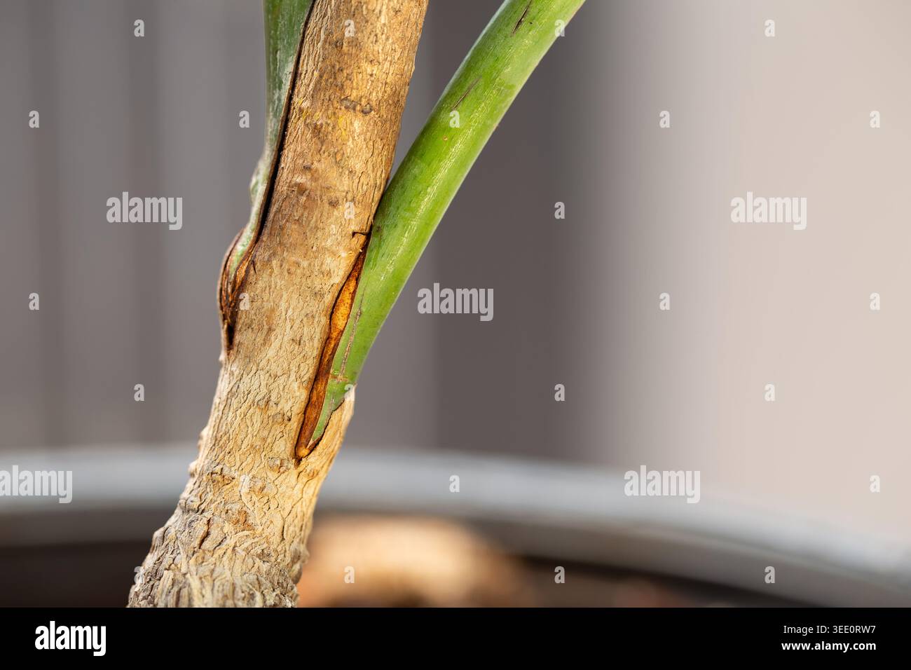 Primo piano di un albero di mango che mostra innesto di successo di due varietà con connessione di tessuto sano e nuova crescita fresca in un vaso da vivaio. Foto Stock