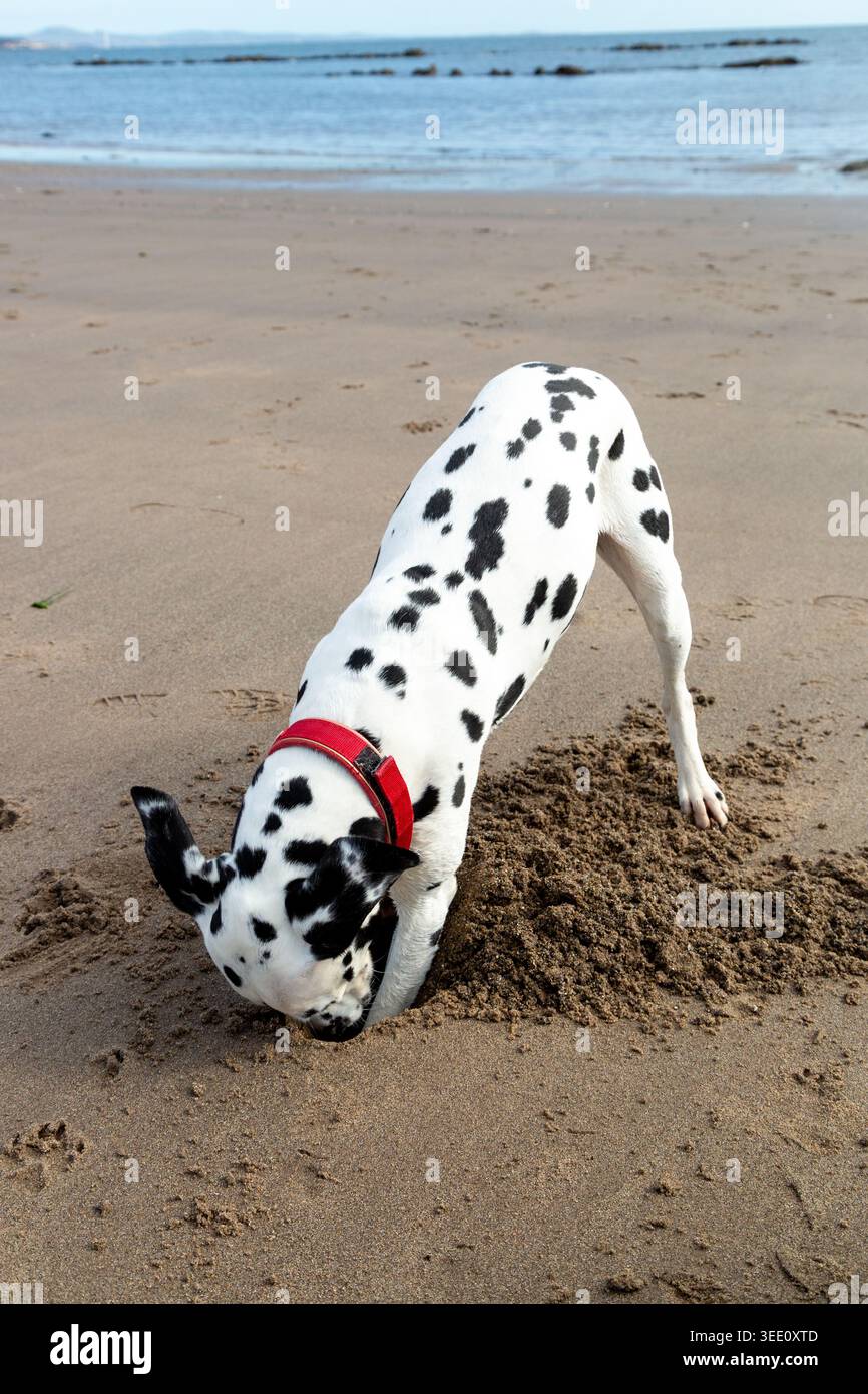 Un cane dalmata che scavava un buco su una spiaggia. Foto Stock