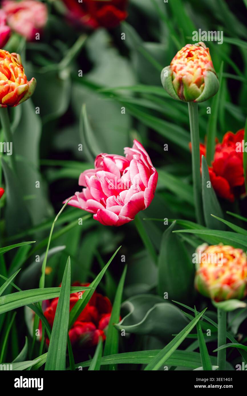 Tulipano rosa che fiorisce tra le gemme e il fogliame nel giardino primaverile Foto Stock