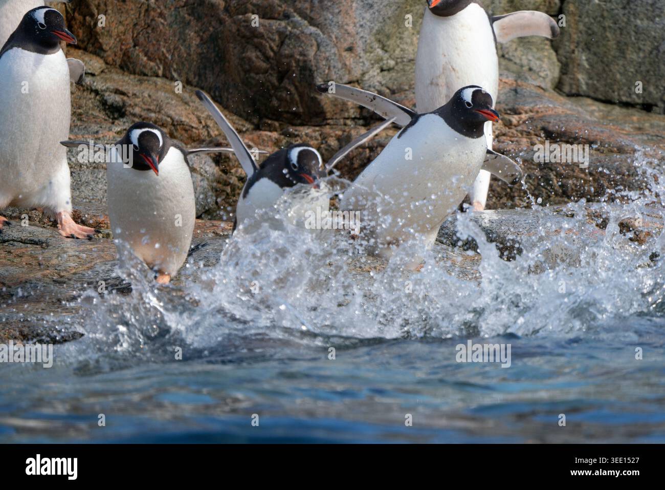 Vista dei pinguini di Gentoo che saltano nell'oceano da una costa rocciosa con spruzzi d'acqua in Antartide. Foto Stock