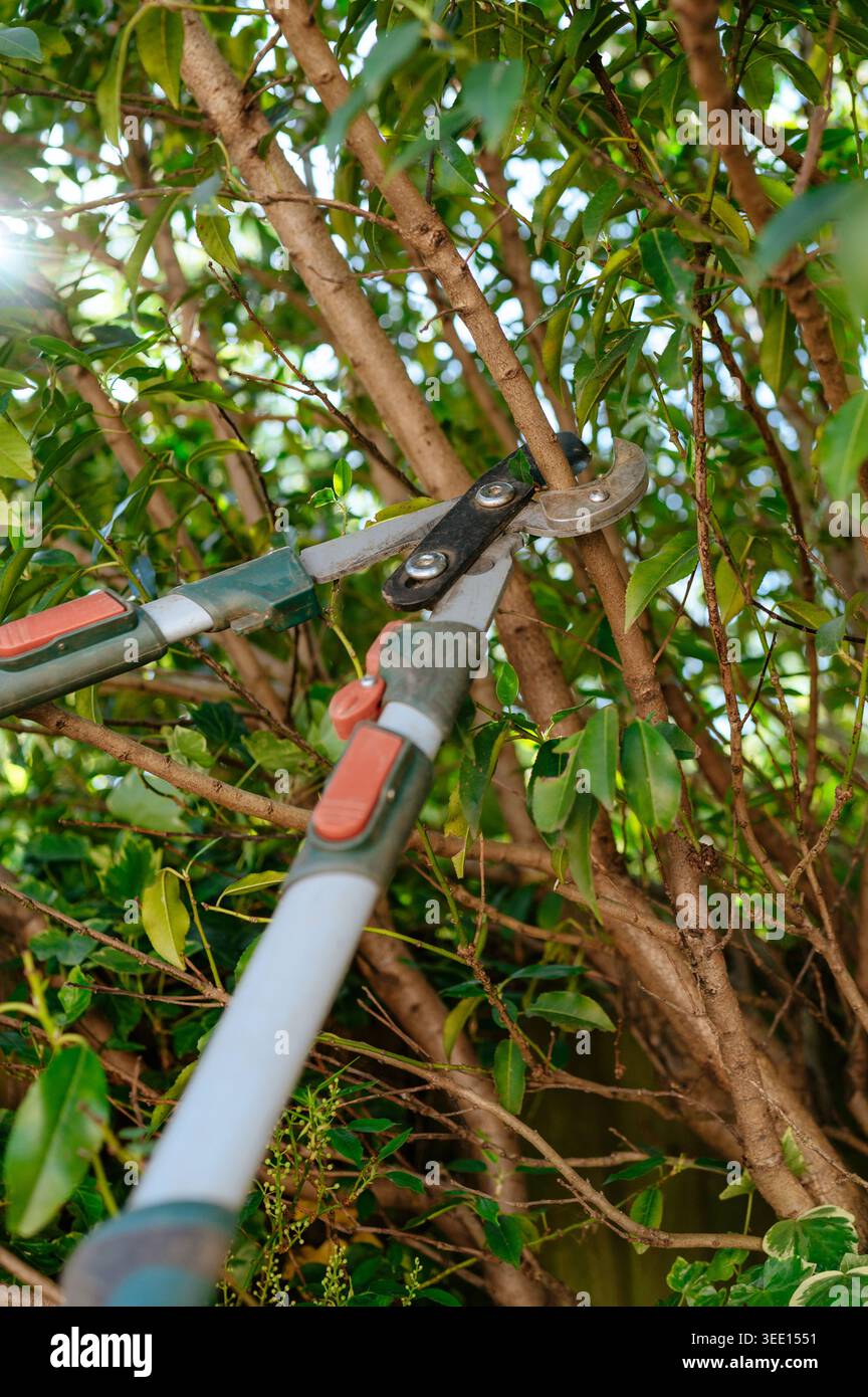 Troncarami a manico lungo che tagliano rami in arbusti densi Foto Stock
