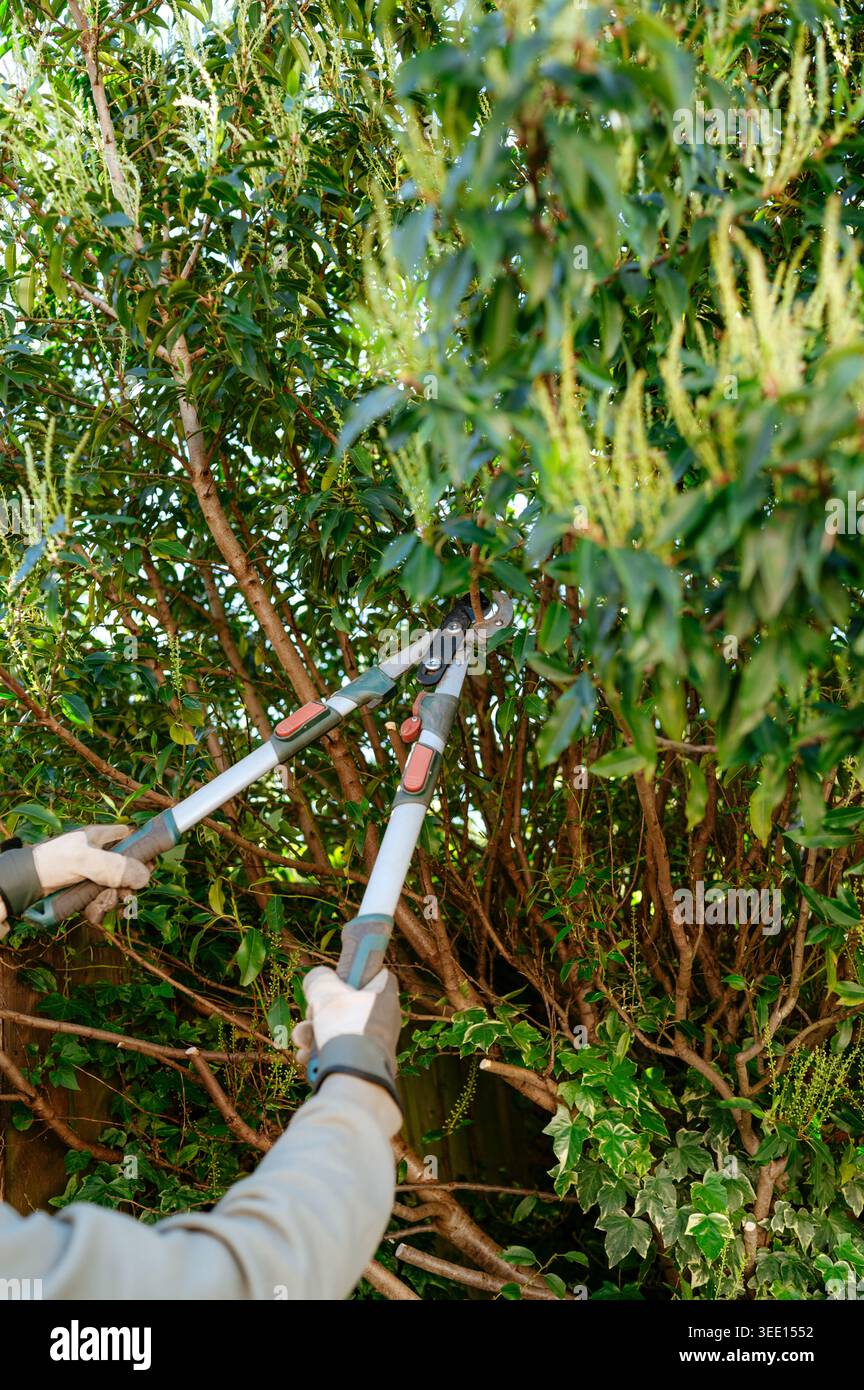 Persona che pota fitti arbusti da giardino con troncarami a manico lungo Foto Stock