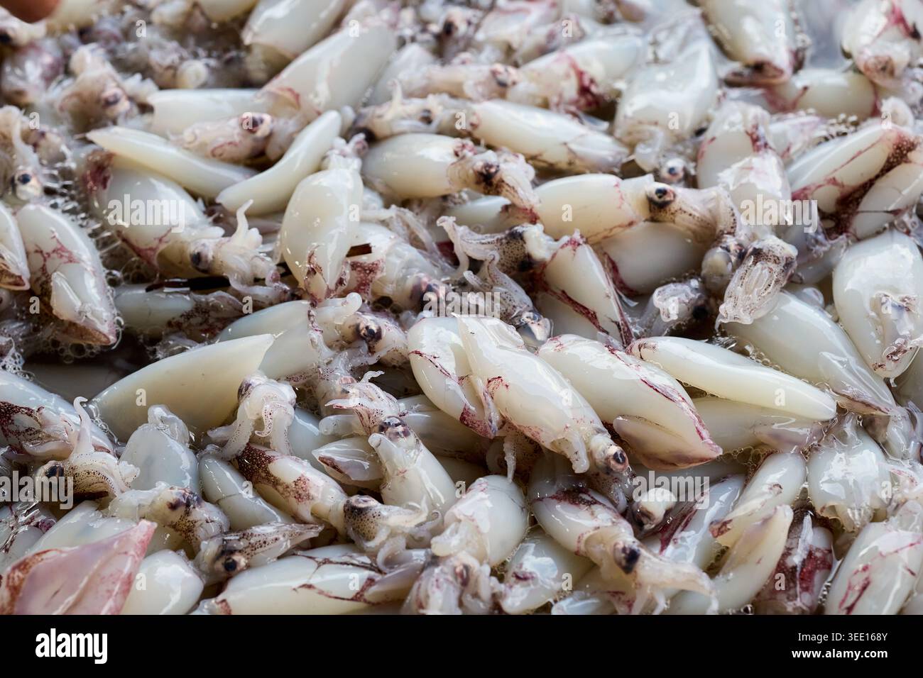 Calamari appena pescati pronti per la vendita sul mercato Foto Stock