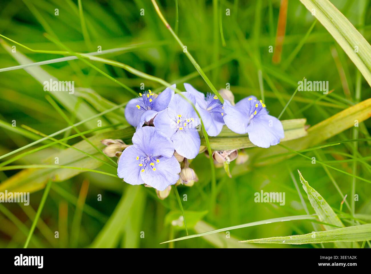 Fiori blu di verga della Virginia (Tradescantia virginiana) in giardino Foto Stock