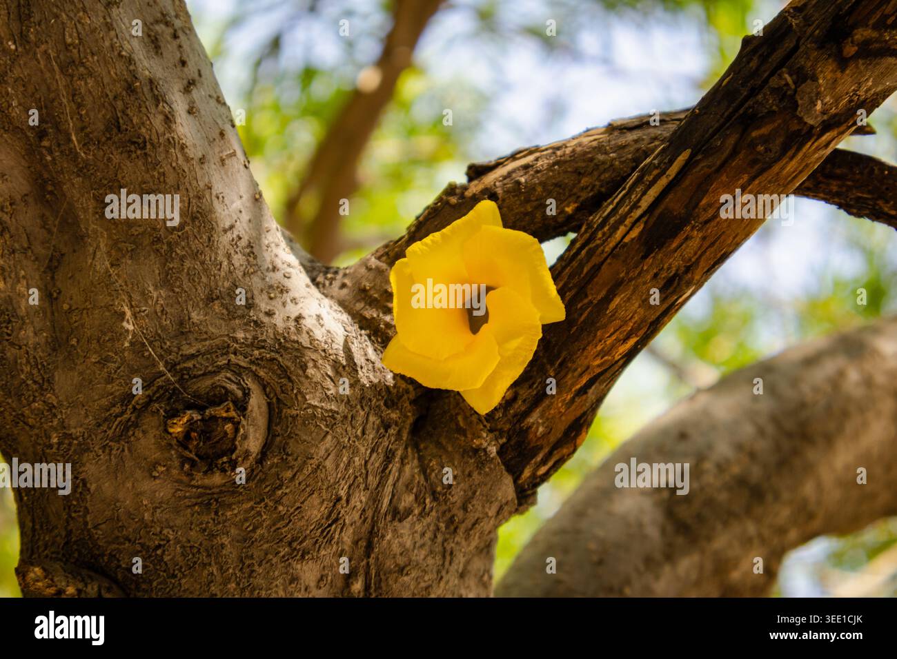 Primo piano di un elefante che tiene un fiore giallo con il suo tronco vicino a un albero strutturato in un ambiente boschivo. Foto Stock