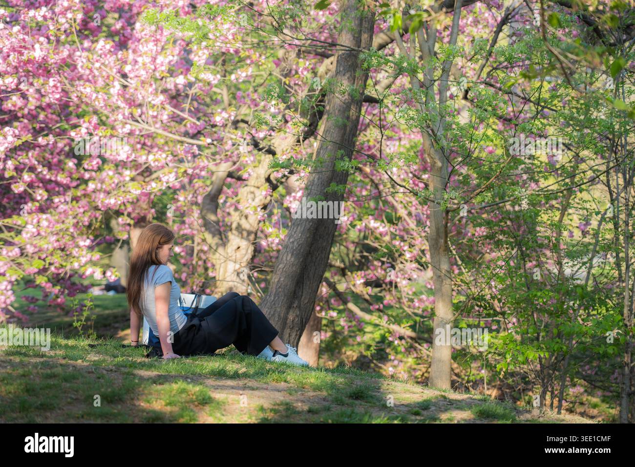 Vista di Central Park con una donna seduta su una collina erbosa circondata da alberi di ciliegio rosa in fiore, New York, New York, Stati Uniti. Foto Stock