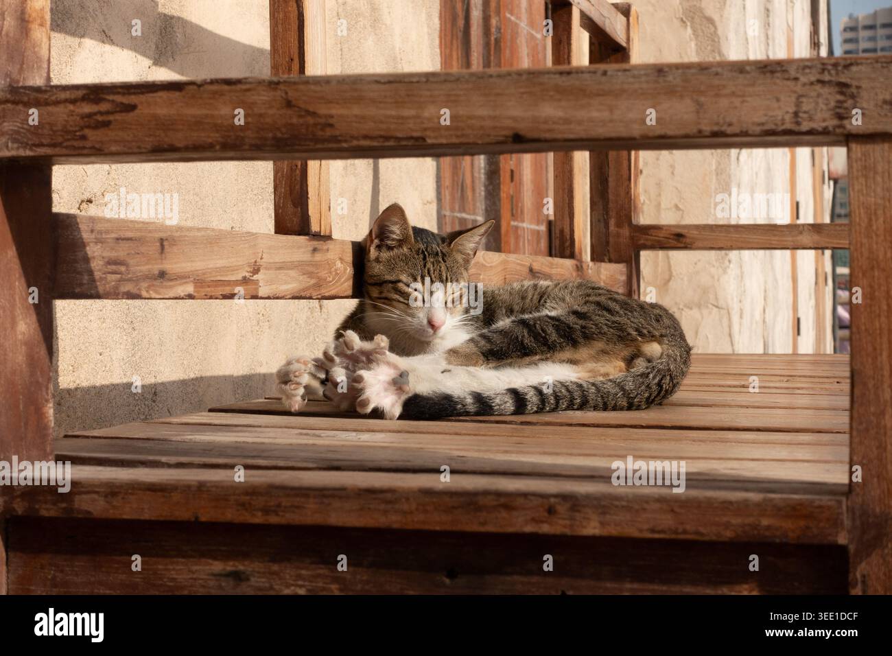 Gatto di strada seduto a stendere gli artigli su una panchina di legno a Dubai, Emirati Arabi Uniti. Foto Stock