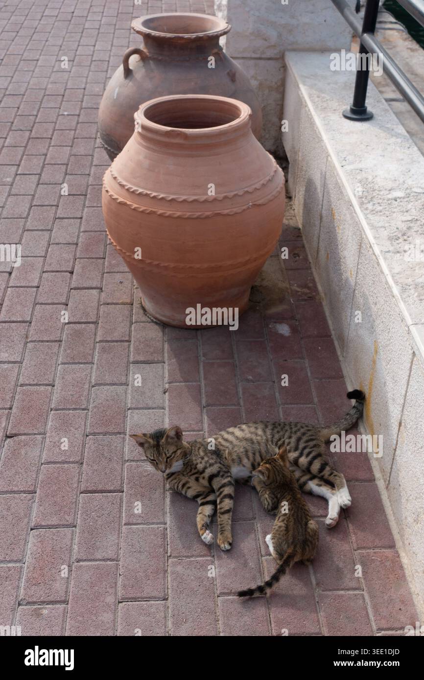 Gatto di strada e gattino insieme a Dubai, Emirati Arabi Uniti. Foto Stock
