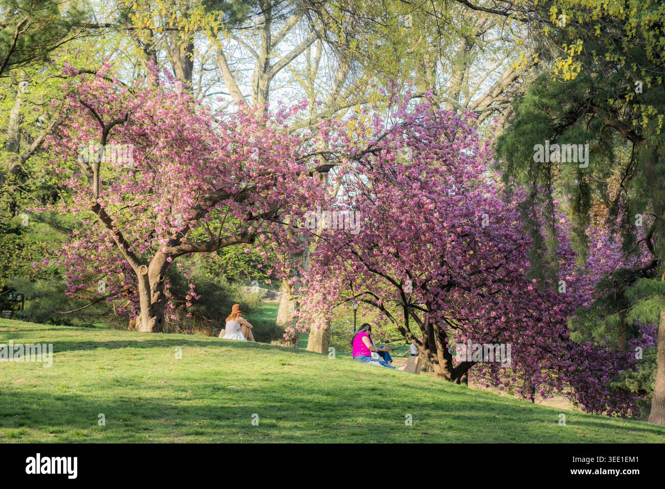 Vista di alberi di ciliegio in fiore con persone sedute su una collina erbosa a Central Park New York, New York, Stati Uniti. Foto Stock